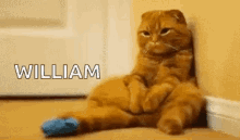 Cat William GIF - Cat William I Miss You GIFs