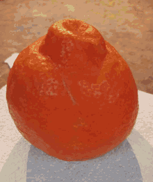 orange peel orange peel send nudes fruit