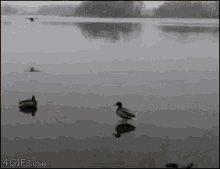 Duck Slidin In GIF - Duck Slidin In Wild Life GIFs