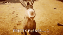Donkey Beg GIF - Donkey Beg Smile GIFs