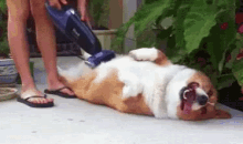 Dog Cleaning GIF - Vacuum Cute Dogs GIFs