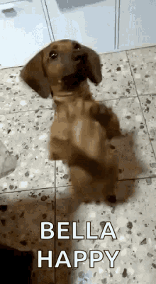 Dog Dance Moves GIF - Dog Dance Moves Happy Dog Dance GIFs
