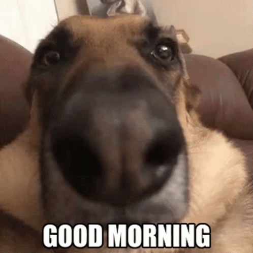 Dog Dog German GIF - Dog Dog German Dog German Silly - Discover & Share GIFs