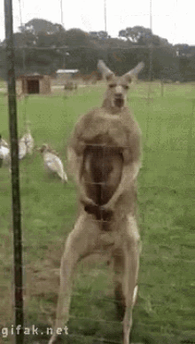 Reddit Kangaroo Gif Reddit Kangaroo Flexing Discover Share Gifs
