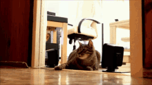 Funny Cats Cat GIF - Funny Cats Cat Helicopter GIFs