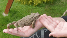 Frog Toad GIF - Frog Toad Spasiec GIFs