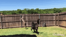 Jumping Dog Excited GIF - Jumping Dog Excited Lets Go Outside GIFs
