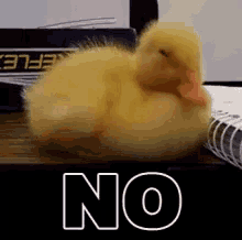 Duck Nope GIF - Duck Nope No GIFs