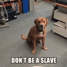 Dont Be A Slave Upset GIF - Dont Be A Slave Upset Disobedient GIFs