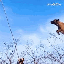 Jump High The Pet Collective GIF - Jump High The Pet Collective Flying GIFs