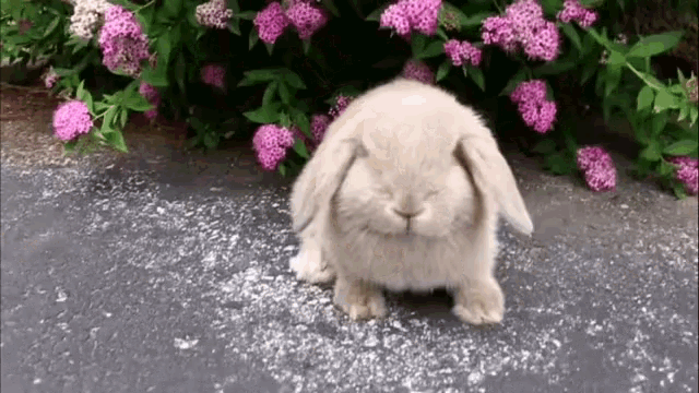 rabbit-cute.gif