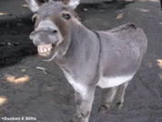 Donkey Ass GIF - Donkey Ass Smile GIFs