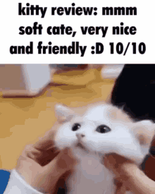 Cat Cate GIF - Cat Cate Mmm GIFs