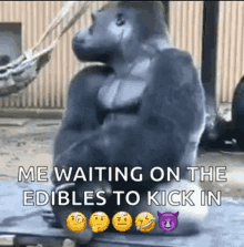 me waiting edibles gorilla