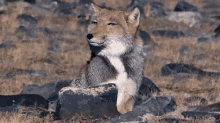 animals fox smug foxes