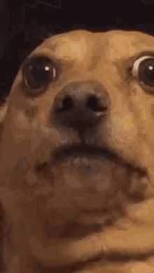 Funny Animals Dogs GIF - Funny Animals Dogs Starring GIFs