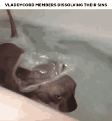 cord discord