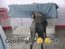 Goodnight Dogs GIF - Goodnight Dogs Sleepy GIFs