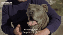 Youre Gonna Help Me Right Cesar Millan Better Human Better Dog GIF - Youre Gonna Help Me Right Cesar Millan Better Human Better Dog Youre Gonna Assist Me Right GIFs