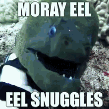 Moray Eels GIF - Moray Eels Moray Eel Eel GIFs