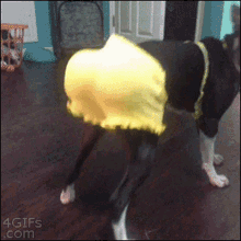 Jaketick Dog GIF - Jaketick Dog Twerking GIFs