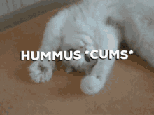 hummus hummus