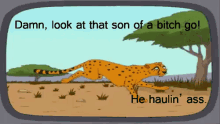 Damn, Nature - Family Guy GIF - Family Guy Damn Nature Cheetah GIFs