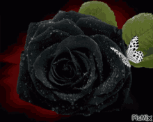 Black Rose Flower GIF - Black Rose Flower Butterfly GIFs
