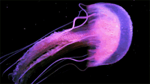 Jellyfish Beautiful GIF - Jellyfish Beautiful Sea Creature GIFs