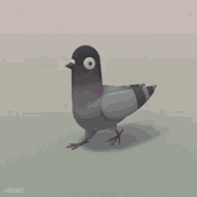 Bird Pigeon GIF - Bird Pigeon GIFs
