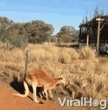 kangaroo australia mother outback viralhog