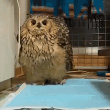 owl cute wings stare