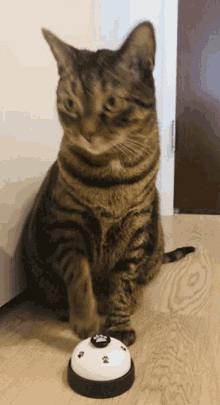 Discord Cat Cat Bell GIF - Discord Cat Cat Cat Bell GIFs