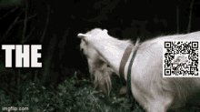 The Goat Best Trader Indicators GIF - The Goat Best Trader Indicators Best Trading Indicators GIFs