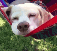 Tired Doggy GIF - Tired Doggy Nap Time GIFs