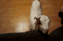 Achoo GIF - Goats Kids Sneeze GIFs