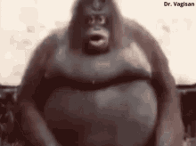 ape shocked