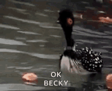 Ok Becky Duck GIF - Ok Becky Becky Duck GIFs
