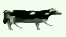 Vaca Cow GIF - Vaca Cow Olancho GIFs