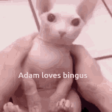 Adam Bingus GIF - Adam Bingus Love GIFs
