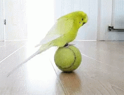 bird-parakeet.gif