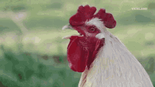 Natty Rooster GIF - Natty Rooster GIFs