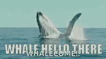 whale hellothere hello hi hey