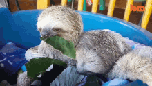 Yummy International Sloth Day GIF - Yummy International Sloth Day Baby Sloths GIFs