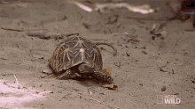 crawling world turtle day a day worth shellabrating nat geo wild turtle crawling world turtle day a day worth shellabrating nat geo wild turtle