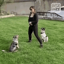 Dogs Dog Stunts GIF - Dogs Dog Stunts Trained Dog GIFs