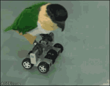 Bird Skates GIF - Bird Skates Roller GIFs