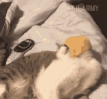 Lazy Tired GIF - Lazy Tired Hungry GIFs