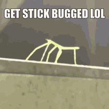 get-stick-bugged-lol.gif