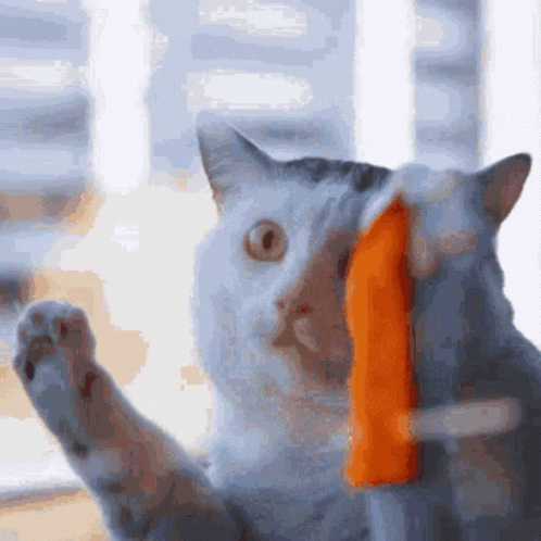 [Image: cat-cleaning-window-cute-cat.gif]